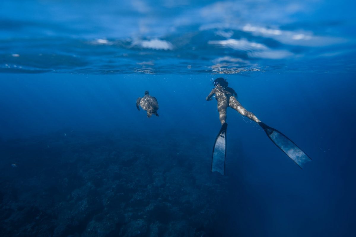 woman diving near turtle in blue water